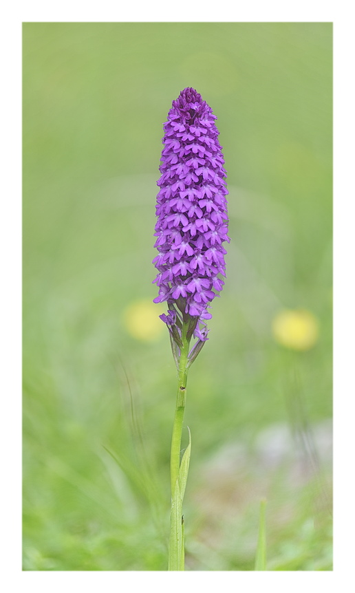 Orchidee Venete 2025 - 1