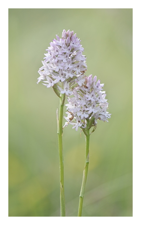 Orchidee Venete 2025 - 1