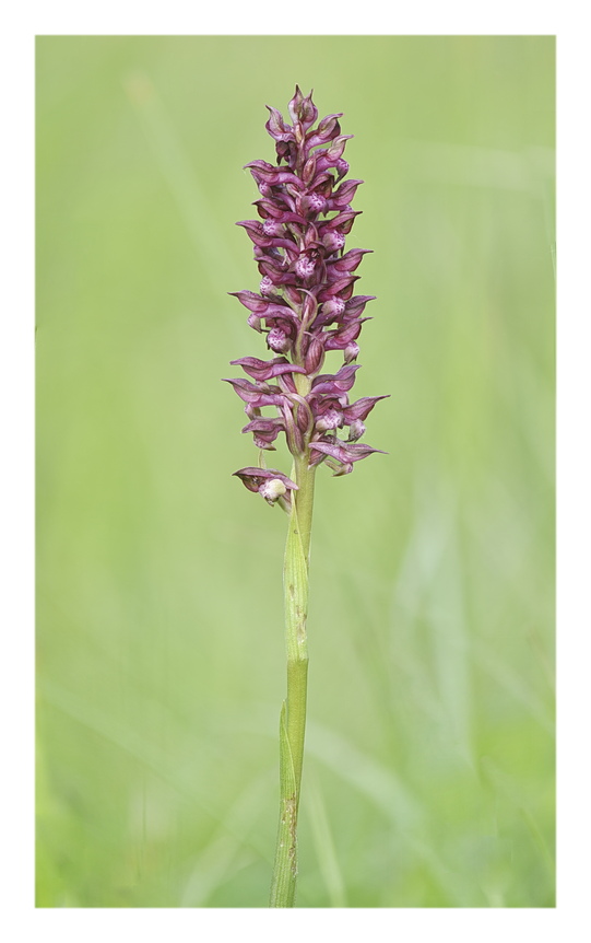 Orchidee Venete 2025 - 1