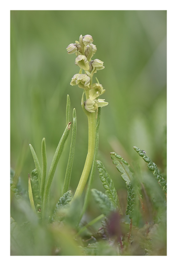 Orchidee Venete 2025 - 2