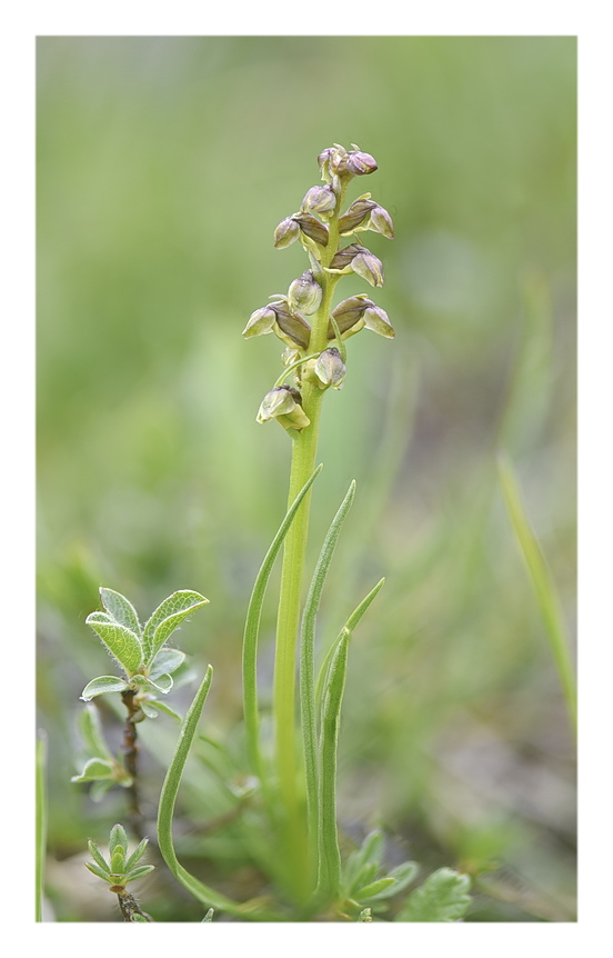 Orchidee Venete 2025 - 2