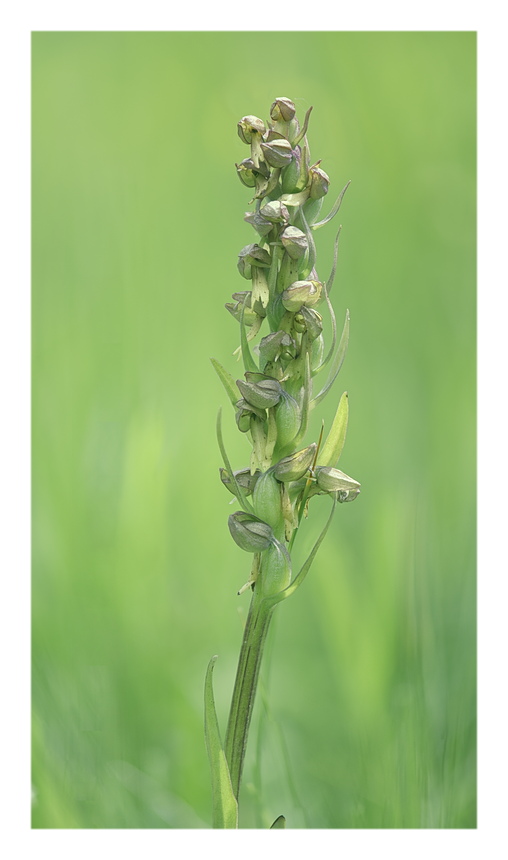 Orchidee Venete 2025 - 2