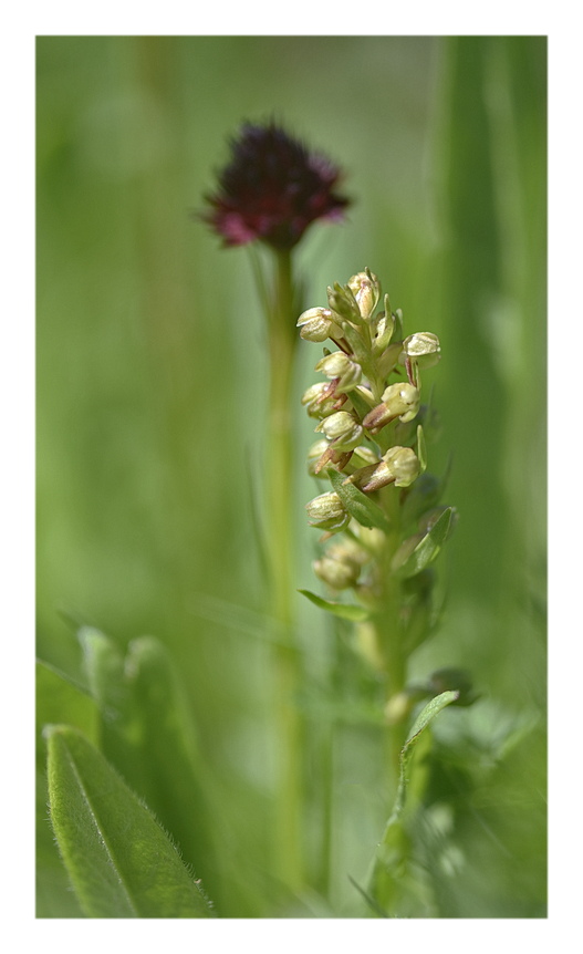 Orchidee Venete 2025 - 2