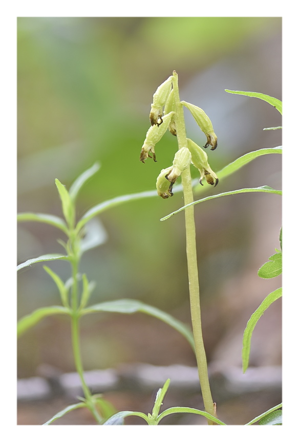 Orchidee Venete 2025 - 2
