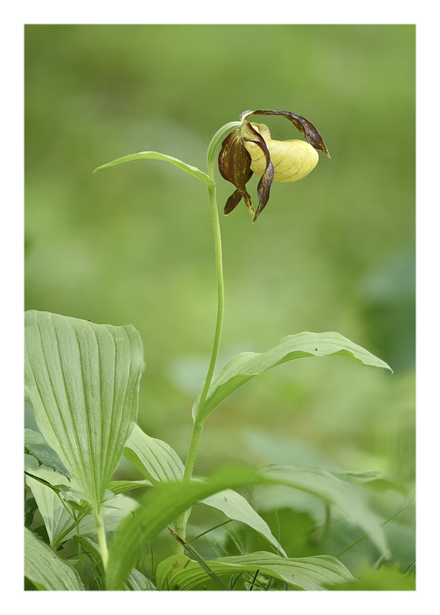 Orchidee Venete 2025 - 2