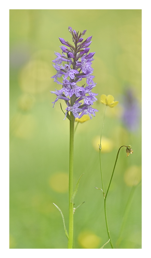 Orchidee Venete 2025 - 3/1