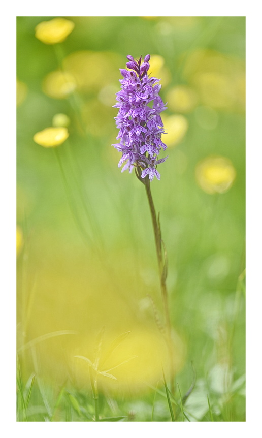 Orchidee Venete 2025 - 3/1