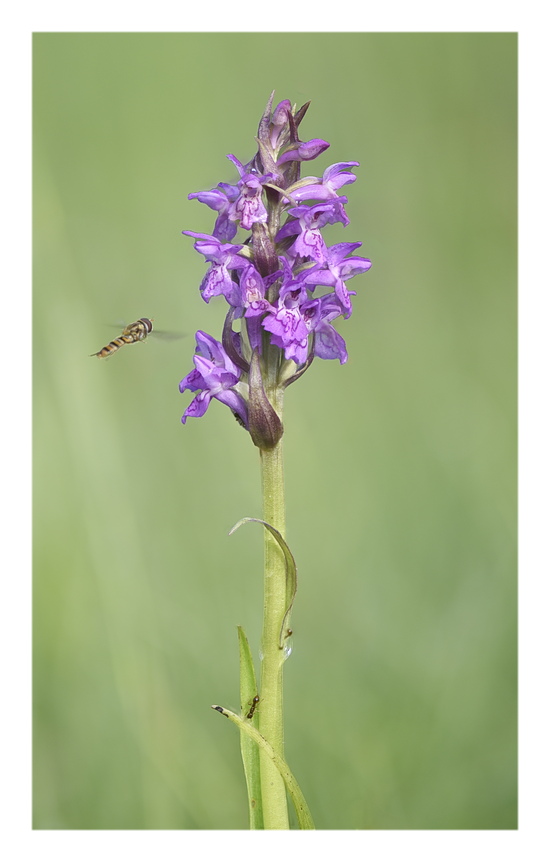 Orchidee Venete 2025 - 3/1