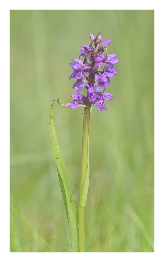 Orchidee Venete 2025 - 3/1