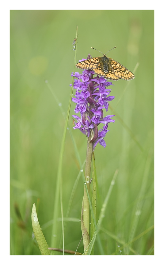 Orchidee Venete 2025 - 3/1