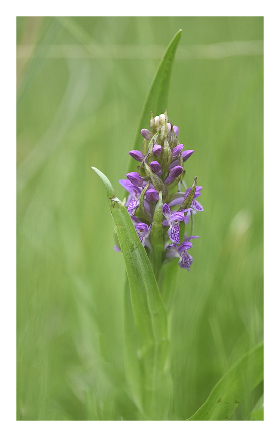 Orchidee Venete 2025 - 3/1
