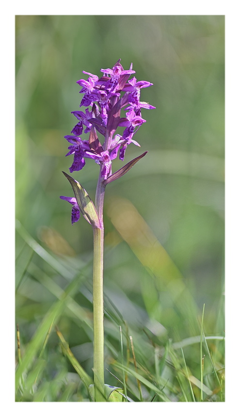 Orchidee Venete 2025 - 3/1