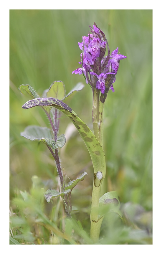 Orchidee Venete 2025 - 3/1