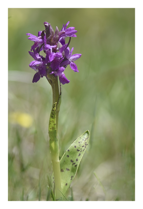 Orchidee Venete 2025 - 3/1