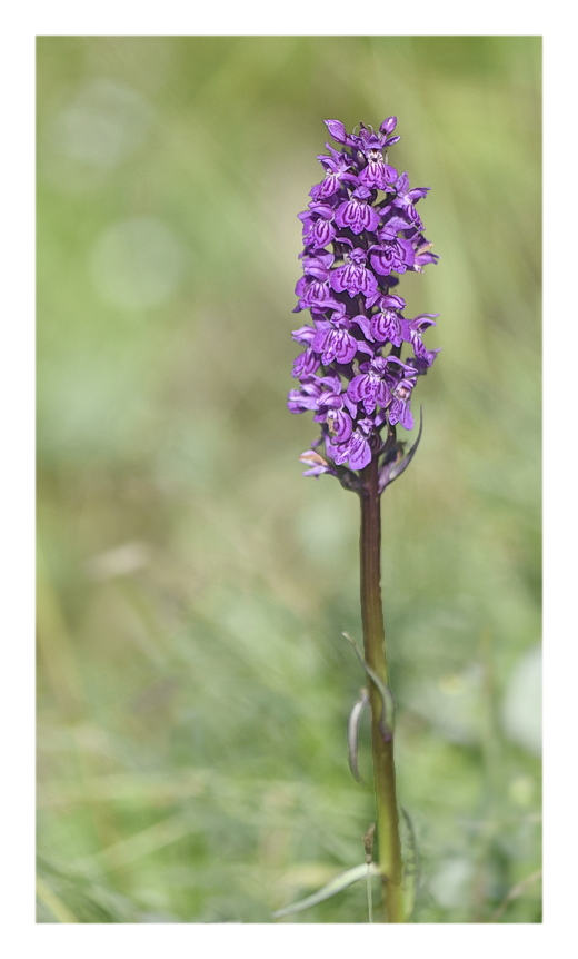 Orchidee Venete 2025 - 3/1