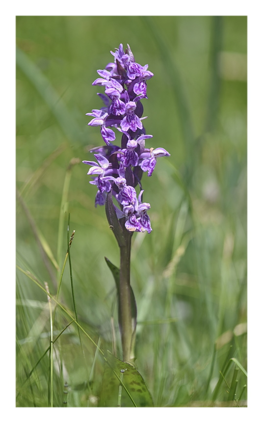 Orchidee Venete 2025 - 3/1