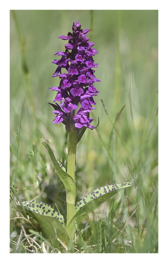 Orchidee Venete 2025 - 3/1