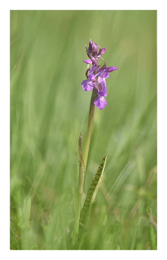 Orchidee Venete 2025 - 3/1