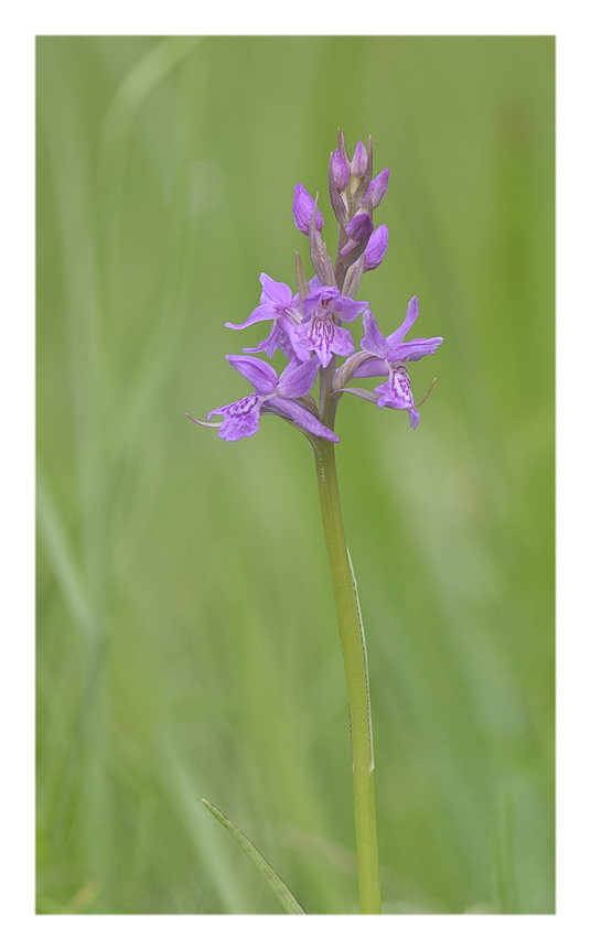 Orchidee Venete 2025 - 3/1