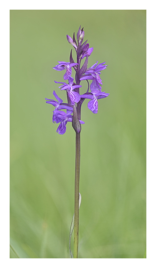 Orchidee Venete 2025 - 3/1