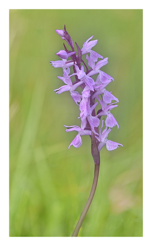 Orchidee Venete 2025 - 3/1