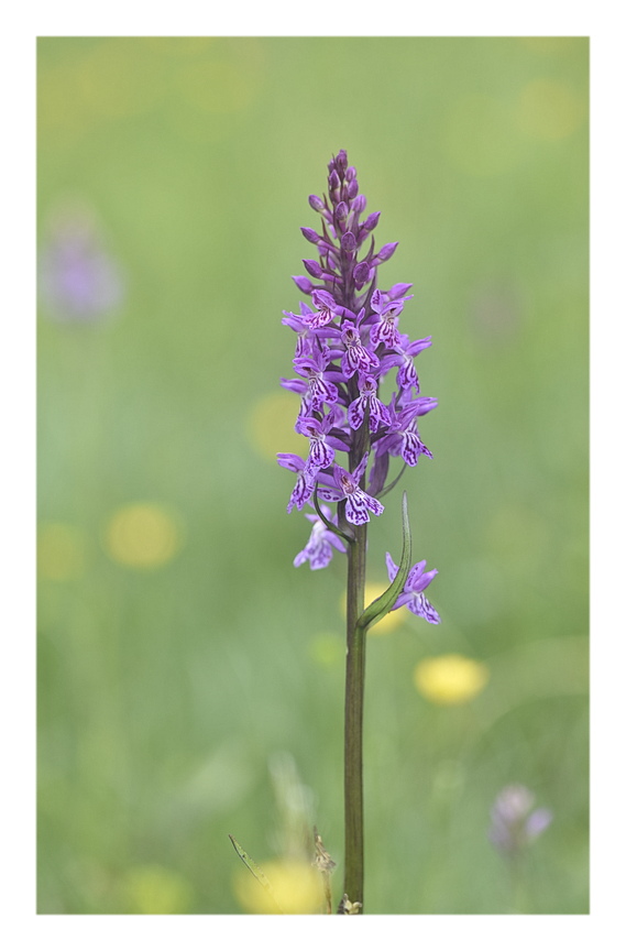 Orchidee Venete 2025 - 3/1