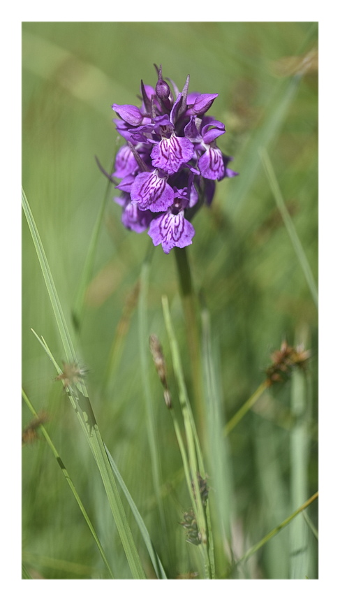 Orchidee Venete 2025 - 3/1