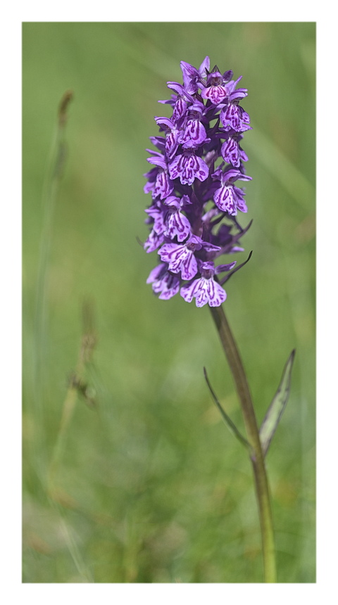 Orchidee Venete 2025 - 3/1
