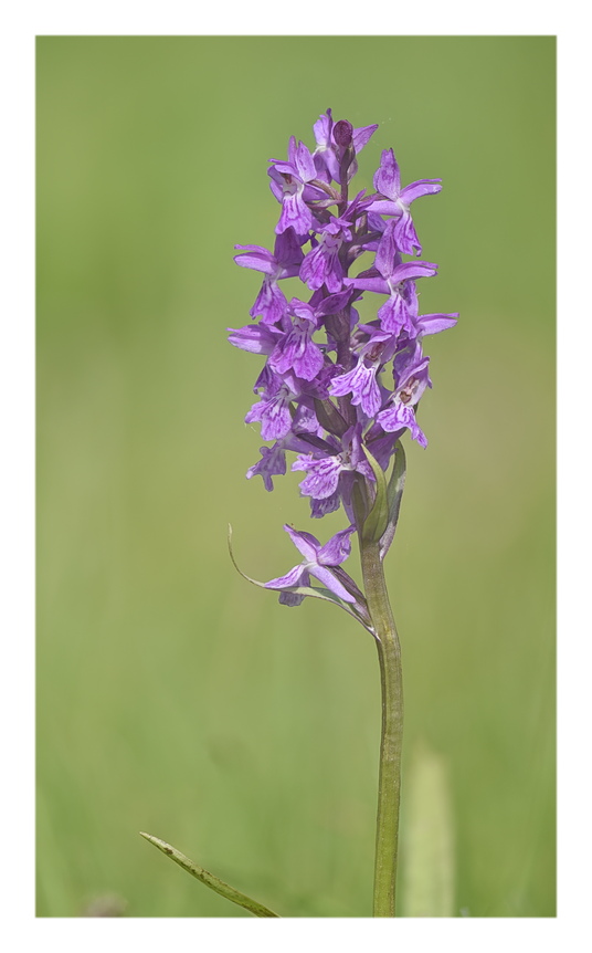 Orchidee Venete 2025 - 3/1