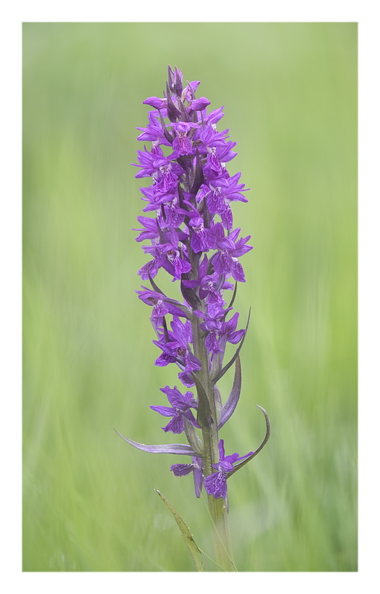 Orchidee Venete 2025 - 3/1