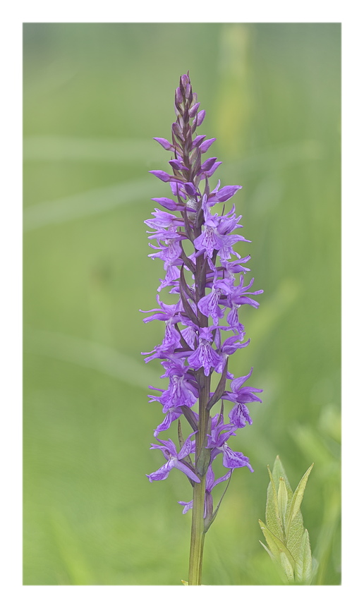 Orchidee Venete 2025 - 3/1
