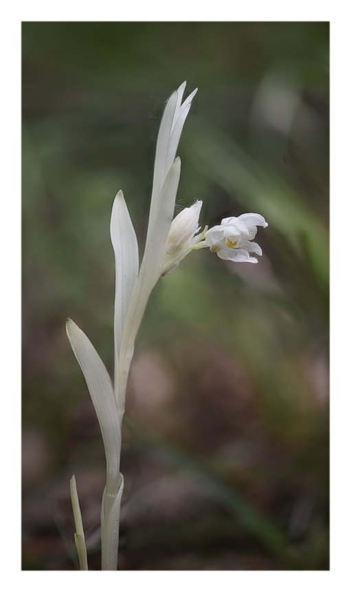 Orchidee Venete 2025 - 2