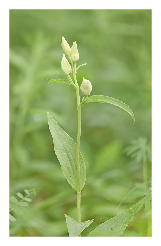 Orchidee Venete 2025 - 2