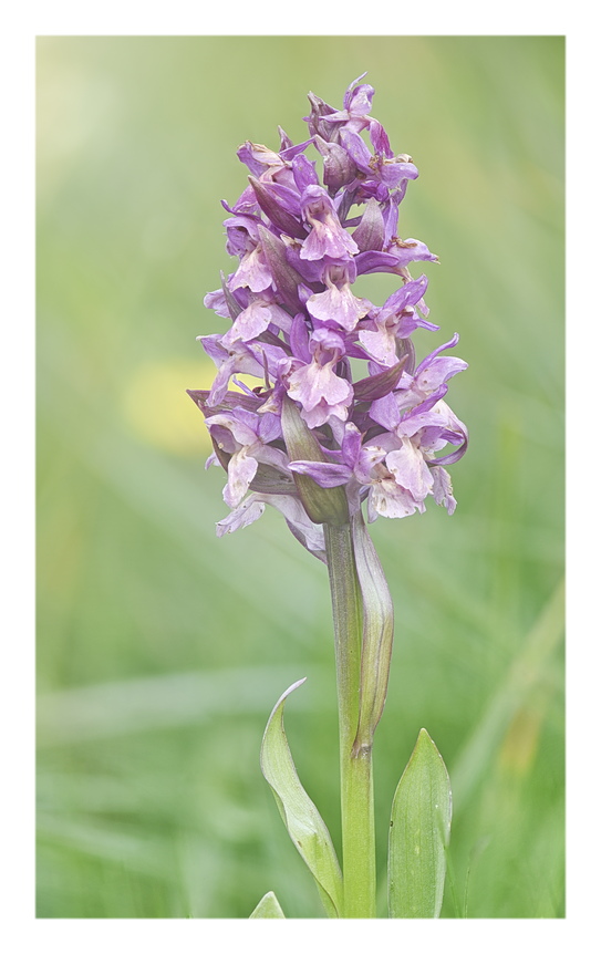 Orchidee Venete 2025 - 3/2