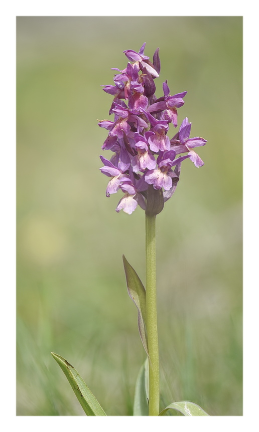 Orchidee Venete 2025 - 3/2