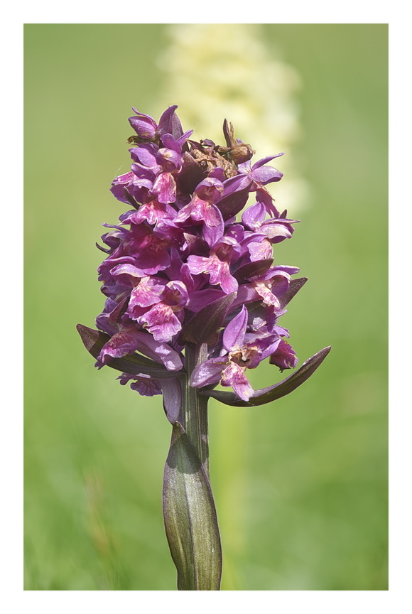 Orchidee Venete 2025 - 3/2