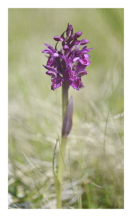 Orchidee Venete 2025 - 3/2