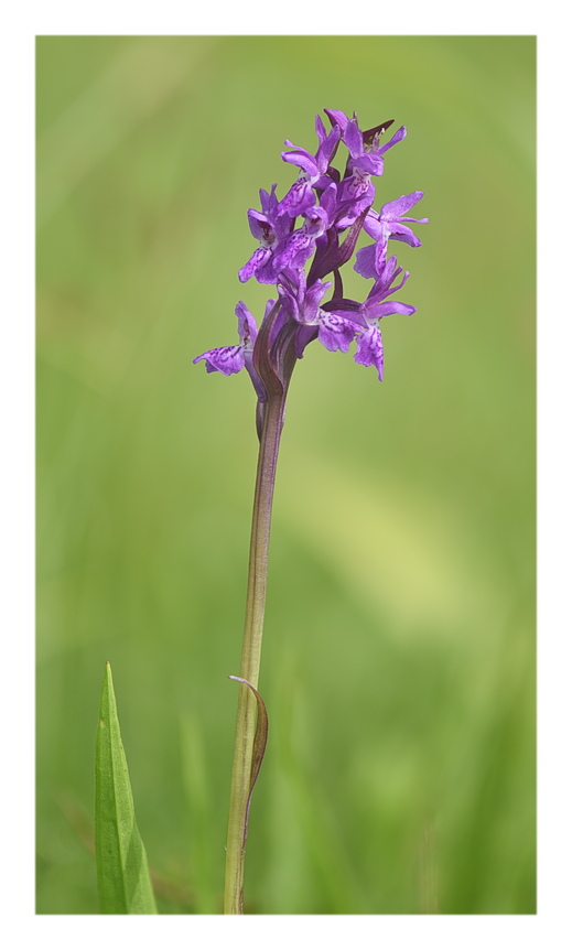 Orchidee Venete 2025 - 3/2