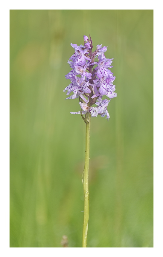 Orchidee Venete 2025 - 3/2
