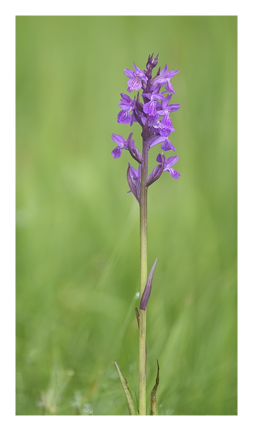 Orchidee Venete 2025 - 3/2