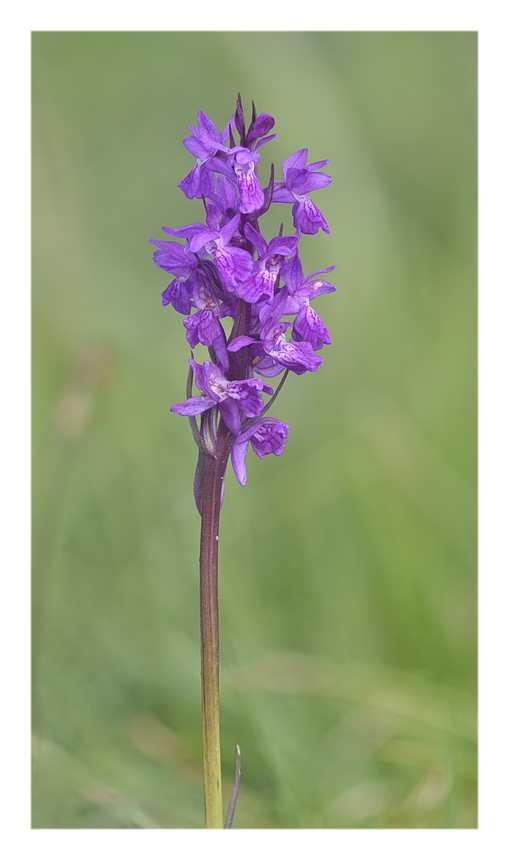 Orchidee Venete 2025 - 3/2