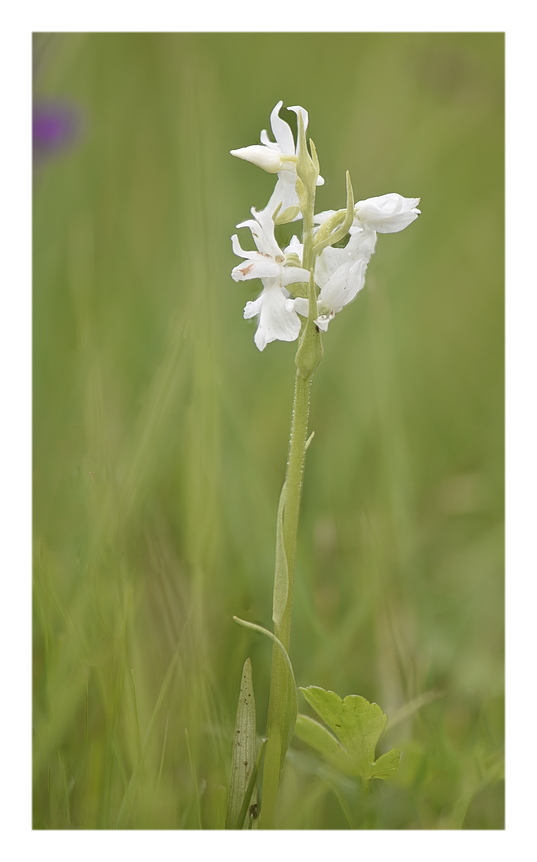 Orchidee Venete 2025 - 3/2