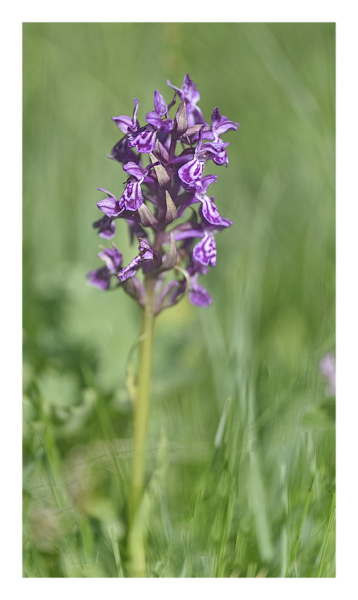 Orchidee Venete 2025 - 3/2
