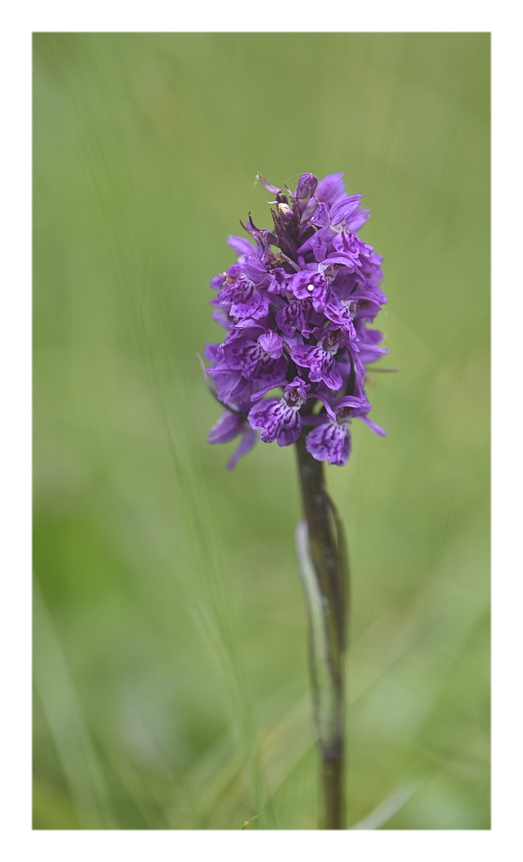 Orchidee Venete 2025 - 3/2