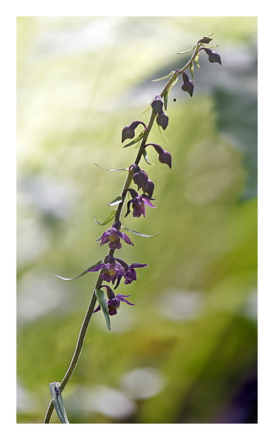 Orchidee Venete 2025 - 4