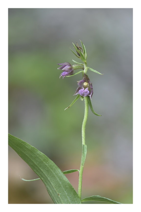 Orchidee Venete 2025 - 4