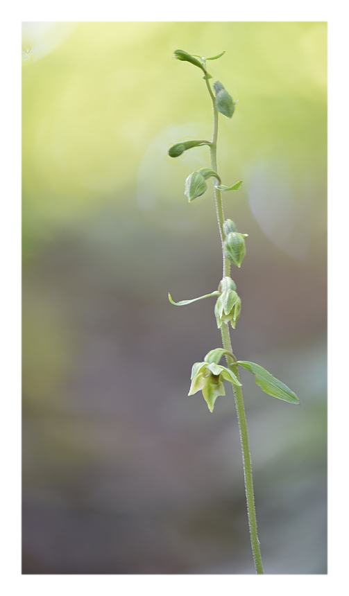 Orchidee Venete 2025 - 4