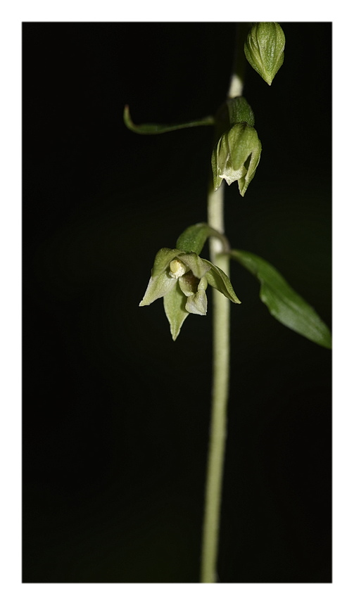 Orchidee Venete 2025 - 4