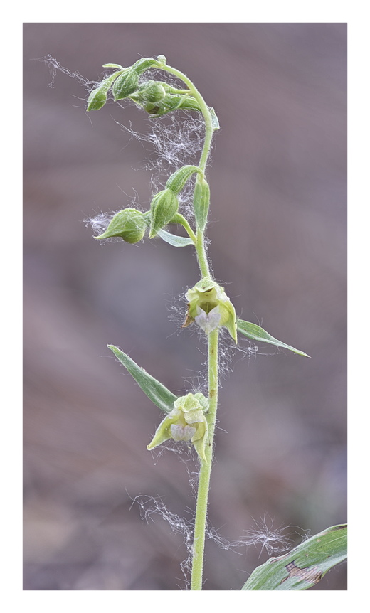 Orchidee Venete 2025 - 4