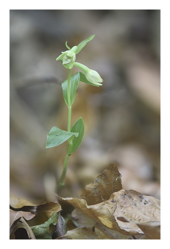 Orchidee Venete 2025 - 4